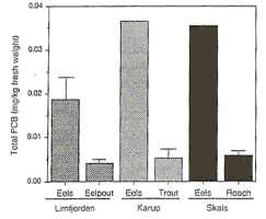 Graph showing PCBs in fish - in all caes, eels contain far more than other fish