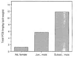 Graph showing PCBs in a mother, her cub and a subadult male - the subadult has the highest concentrations, followed by the cub, while the mother's level is much lower than either