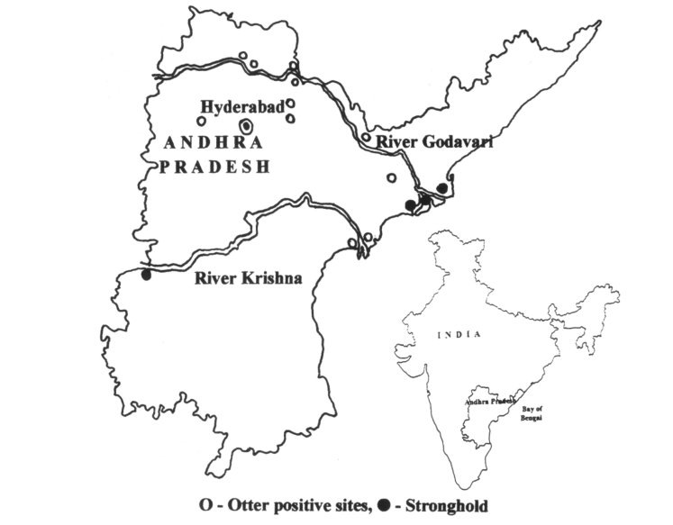 Map of India showing the position of Punjab in the norht east adjoining Pakistan to the west and Kashmir to the north, with the study area itself.  More detailed map of the study area showing the Ravi river forming part of the north west border, the river Beas down the centre of the area and running into the river Sutlej running west to east.  Otters were observed at the river confluence, and otter sign was found along the Beas river, and at the east end of the Sutlej.  Click for larger version