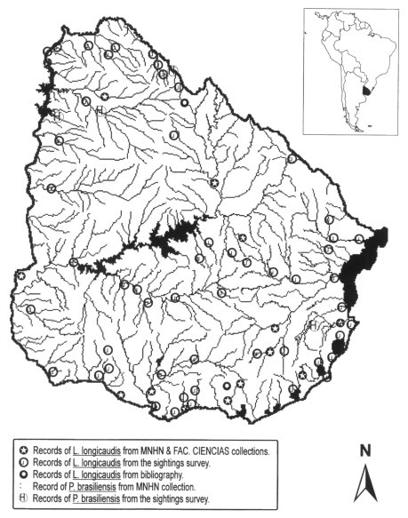 Map showing position of Uruguay at the lower east side of South America, and map of Uruguay itself showing the courses of the principal rivers, and the location of otter records on them. The greated concentration is along the coast and southern border with Argentina (Rio de la Plata). Click for larger version.