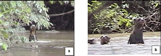 Two giant otters spotted showing characteristic throat markings