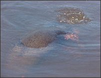 Moribund GIant Otter in the water