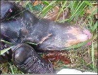 Giant Otter retrieved from water