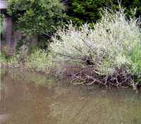 Shrubs, mainly willow, growing right down to and overshadowing the water's edge; vegetation is dense