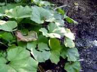 The large, circular, densely packed  leaves of butterbur standing several feet high  provide plenty of shelter underneath them amongst the thin stalks