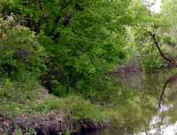 Wide, calm water, shallow, well-vegetated banks with mature oak trees to the water's edge