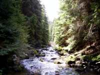 Steep, rocky river through dense pine forest