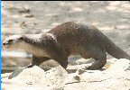 Smooth-coated otter running across riverside sand