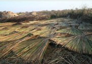 Newly cut clumps of reed drying. Click for larger version