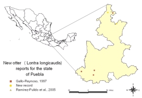 Map of Mexico showing the location of Puebla in the centre of the southern part of the country, and the locations of the otters grouped in the south of Puebla state.  (click for larger version) 