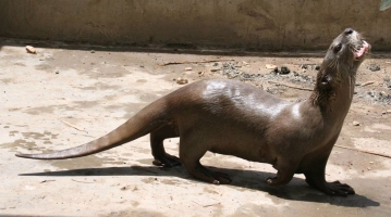 SMooth-Coated otter (click for larger version)