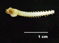 Spine from the pectoral fin of a black catfish