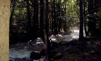 A small white-water brook through dense woodland 
