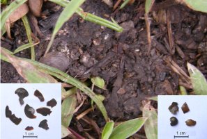 A pile of dark, shelly otter droppings; on the right and left are close-ups of shell fragments recovered from the faeces.