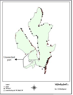 Map of wetland showing where otter sign was found in autumn and winter - much more than in summer, around all the edges of the wetland with a concentration in the south east  Click for larger version
