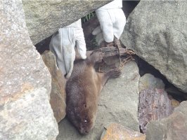 Otter with one hind leg caught in a padded trap, being held down with gloved hands while the injection is given, before releasing the otter's leg from the trap.  Click for larger image