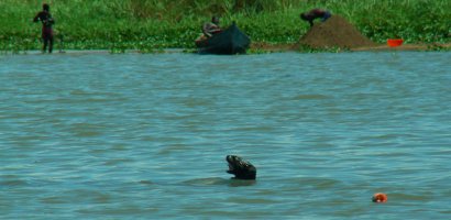 A spotted-necked otter watching fishermen whilst it bites a fish out of a net near the bank of a lake in Africa