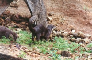 Smooth coated otter with tail lifted urinating near a tree; a second otter is examining the previously deposited spraint at the same latrine/marking point.  Click for larger version.