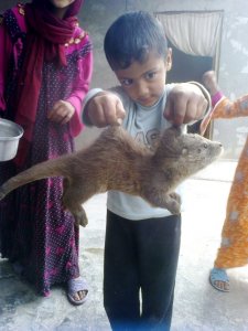 Child holding otter cub up by its skin. Click for larger version.
