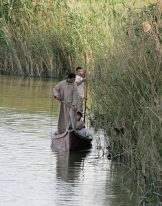 Two men in canoe with electrofishing gear, moving the conducting rods along the edges of the reed bed.  Click for larger version.