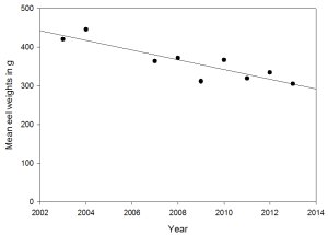Graph showing that mean eel weight has decreased linearly from more han 400g in 2002 to 300g in 2013.  Click for larger version. 