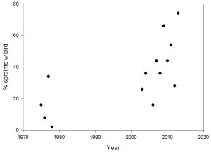 Graph showing that between 1975 and 1980, up to 40% of spraint contained bird remains, but between 1980 and 2000, no bird remains were recorded in spraint.  Then from 2000 onward, there has been a rapid increase in bird remains in spraint, up to 80% in 2013.  Click for larger version. 