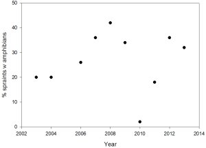 Graph showing that that the percentage of amphibians in spraint between 2003 and 2013 seems to be fairly random, with no real pattern - the highest point was more than 40% in 2008, and the lowest, zero, in 2010, with the rest being around 20%. Click for larger version. 