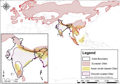 Map of Eurasia showing Eurasian otters ranging across northern Eurasia and south west Asia, with a population linking south of the central Asian deserts through the Pamirs and Himalayan Mountains, across the northern part of southeast Asia into China.  An inset shows detail for India where Lutra lutra has a separate population in south east India and in Sri Lanka.  Smooth coated otters is shown ranging from Pakistan across India into south east Asia, with a separate population on the Iran-Iraq border. Asian Small-Clawed Otters are shown in southeast Asia up into southern China, and across northern India and the Himalayas; a separate population is shown in south India. Click for larger version 