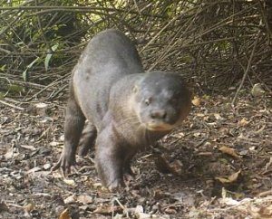 Front view of otter on leaf litter under shrubs facing toward camera. Wide, hairy rhinarium and white "moustache" clearly visible.  Click for larger version
