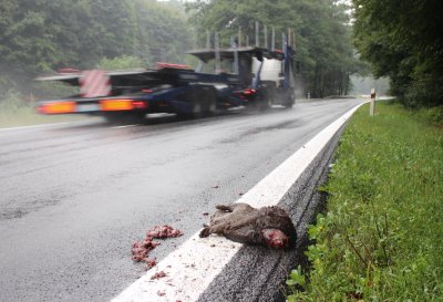 Photo of otter killed in traffic with large lorry speeding by.  Click for larger version.