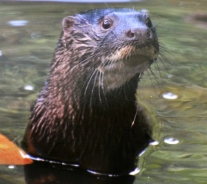 Close-up of otter's head, face-on, clearly showing the hairy rhinarium and the white moustache on the upper lip.  Click for larger version.