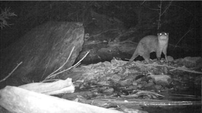 Same location as Figure 4: water in the foreground, otter centre right, standing sideways, head turned toward the camera, showing eye shine. This otter is smaller, and more compact in shape, with less heavy musculature and a shorter tail. Large rock and vegetation in the background. Click for larger version.