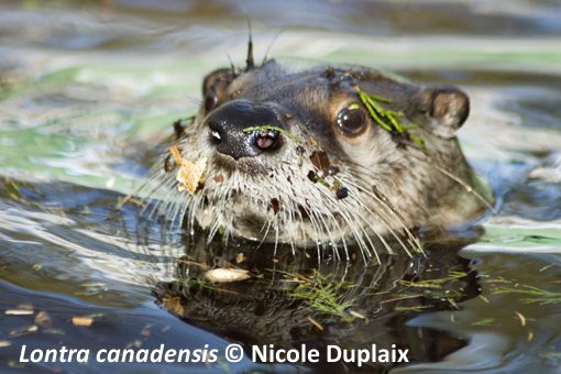 North American River Otter