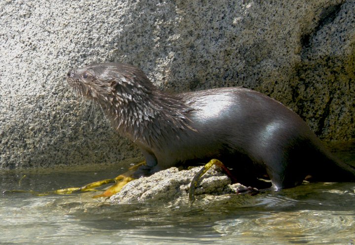 Marine Otter