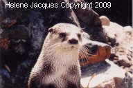 African Clawless Otter in Tripod Pose