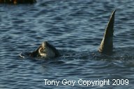 African Clawless Otter eating a fish in the water, its tail straight up in the air