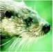 Head of Eurasian Otter