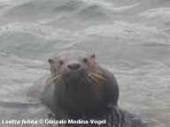 Sea Cat emerging from water