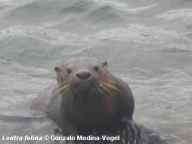 Sea Cat emerging from water