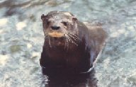 Neotropical River Otter in the water, looking up at the camera