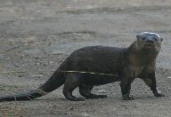 Neotropical Otter in Panama, by Asheley Hennes