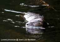 Huillin swimming