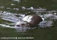 Huillin swimming