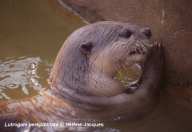 Smooth-Coated Otter showing paw