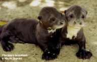 Two young otter cubs