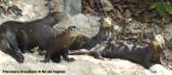 Family of Giant Otters on the beach