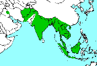 Click to see more detailed map of the North Pacific showing sea otters found around the Kuril Islands and South Kamchatska, the Commander Islands, the Aleutian chain, Kodiak Island, Prince William Sound, the Alexander Islands, Victoria Island and Monterey, California.