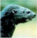 Head of Spotted-Necked Otter
