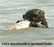 Spot-Necked Otter eating fish