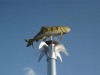 The local trout, another friend of the people of Hwacheon